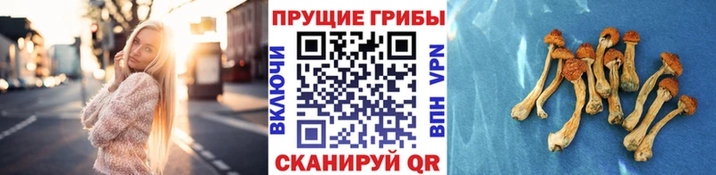 Галлюциногенные грибы MAGIC MUSHROOMS  Карачев 